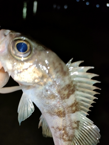 タケノコメバルの釣果