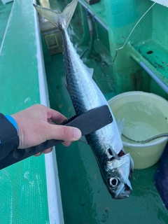 サバの釣果