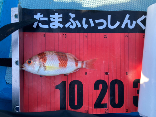 タマガシラの釣果