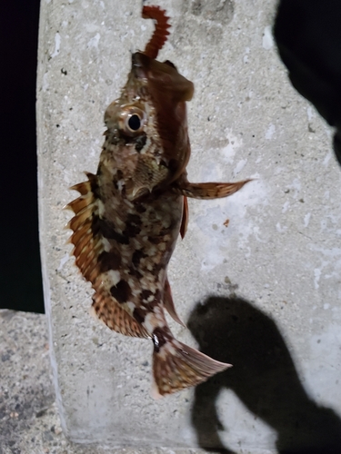 アラカブの釣果