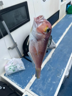 アマダイの釣果