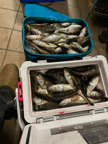 ハタハタの釣果