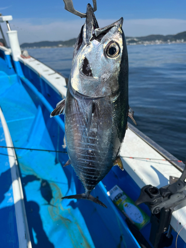 クロマグロの釣果