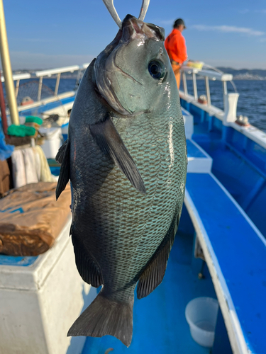 メジナの釣果