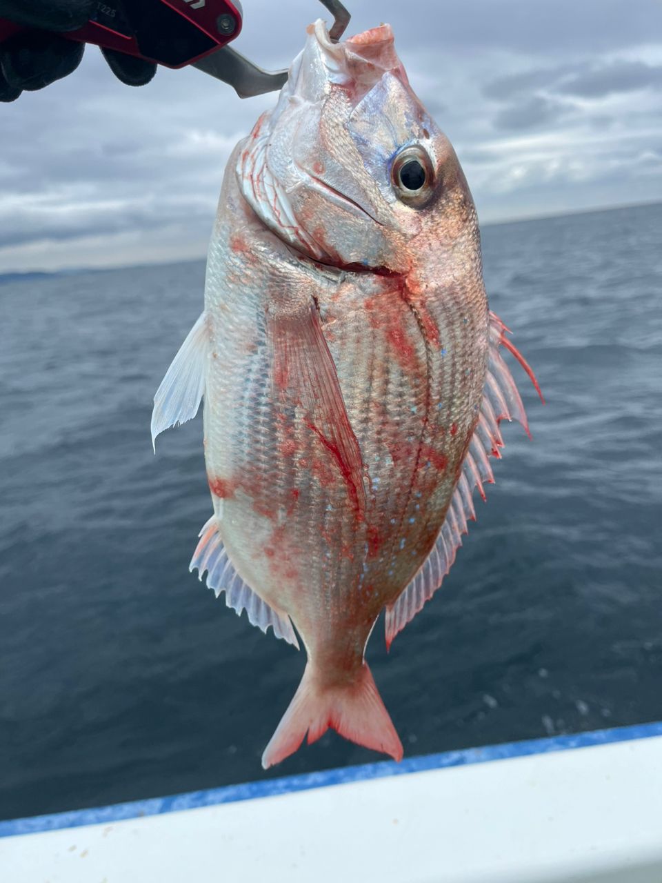 なりたなおとさんの釣果 2枚目の画像