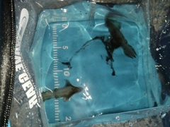 チイチイイカの釣果