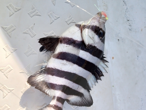 イシダイの釣果