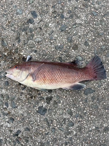 アコウの釣果