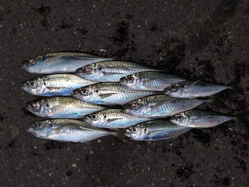 アジの釣果