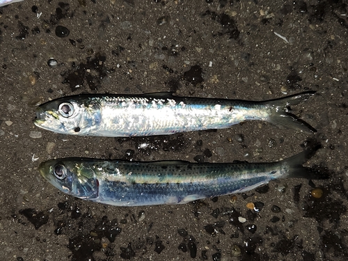 イワシの釣果