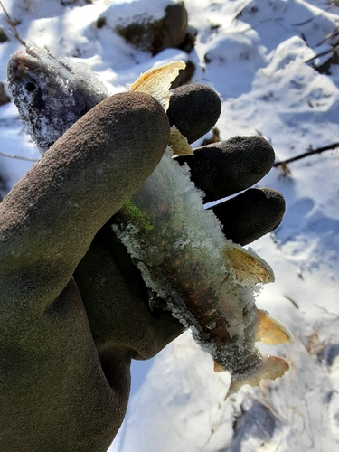 オショロコマの釣果