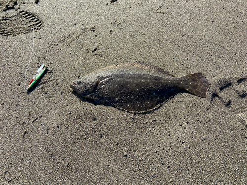 ヒラメの釣果