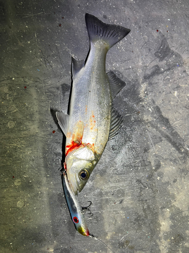 ヒラスズキの釣果