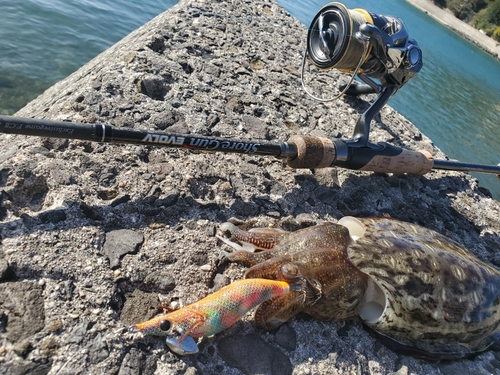 コウイカの釣果