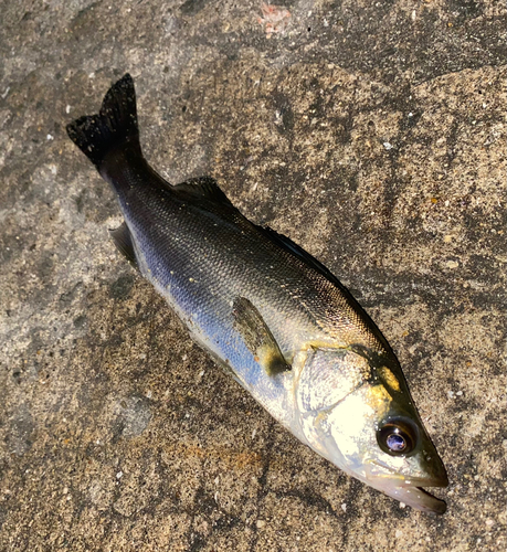 セイゴ（マルスズキ）の釣果