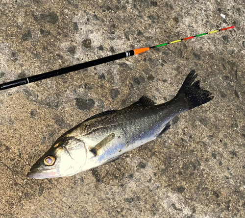 セイゴ（マルスズキ）の釣果