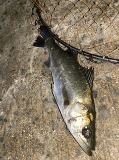 セイゴ（マルスズキ）の釣果