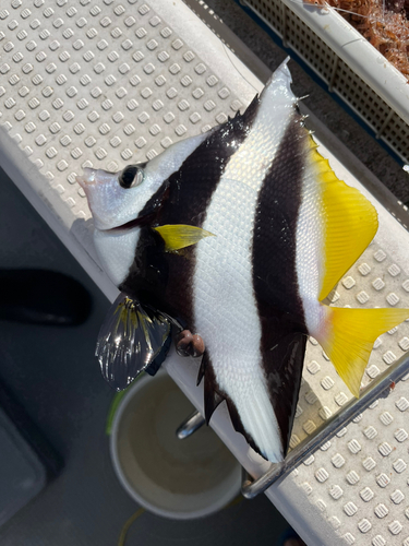 オニハタタテダイの釣果