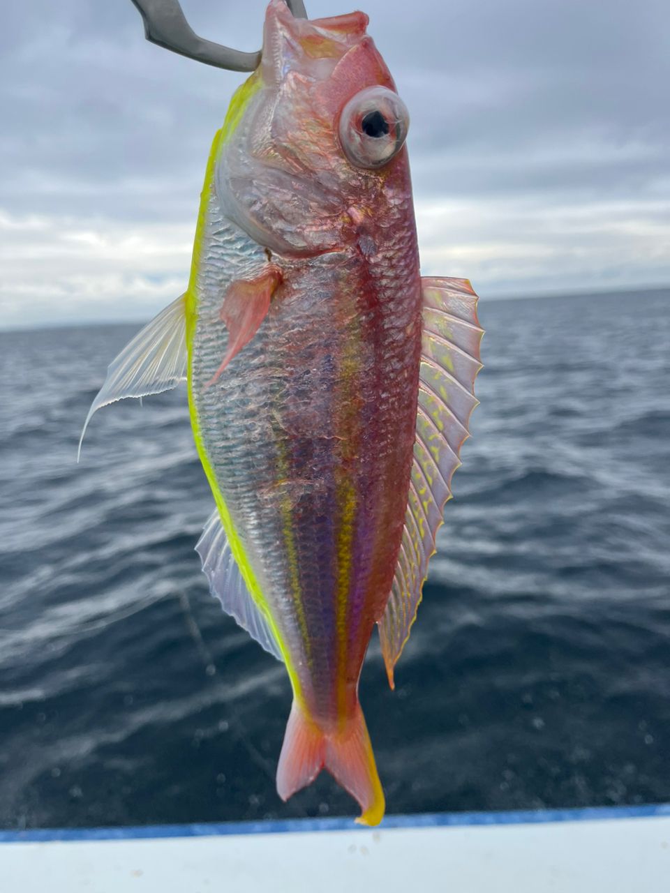 なりたなおとさんの釣果 2枚目の画像