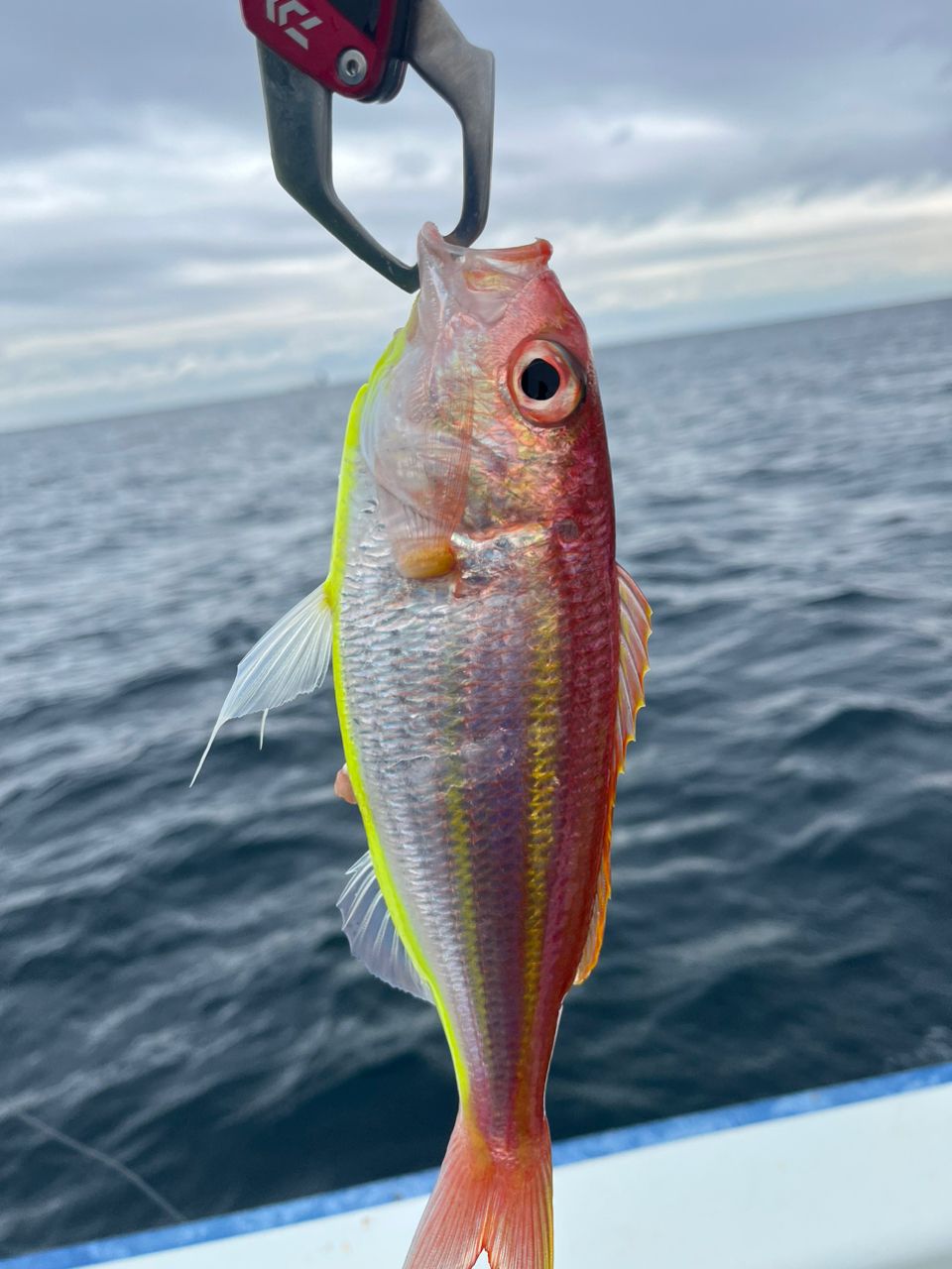 なりたなおとさんの釣果 2枚目の画像