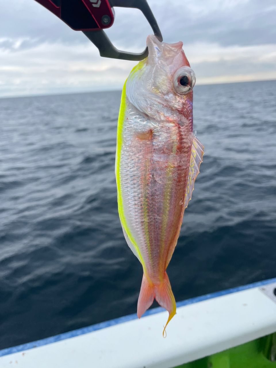 なりたなおとさんの釣果 3枚目の画像