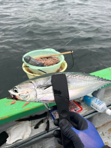 ソウダガツオの釣果