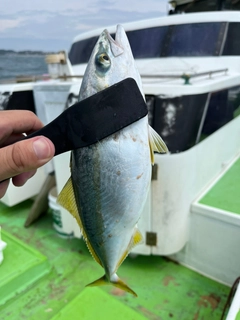 イナダの釣果