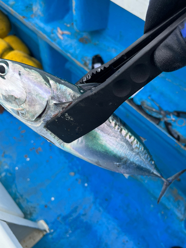 ソウダガツオの釣果