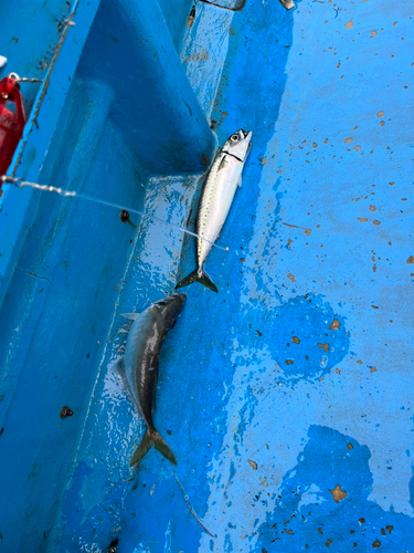 ソウダガツオの釣果