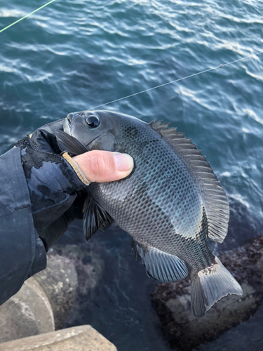 メジナの釣果