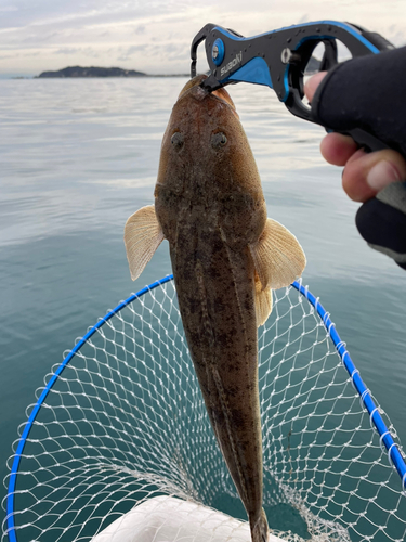 マゴチの釣果