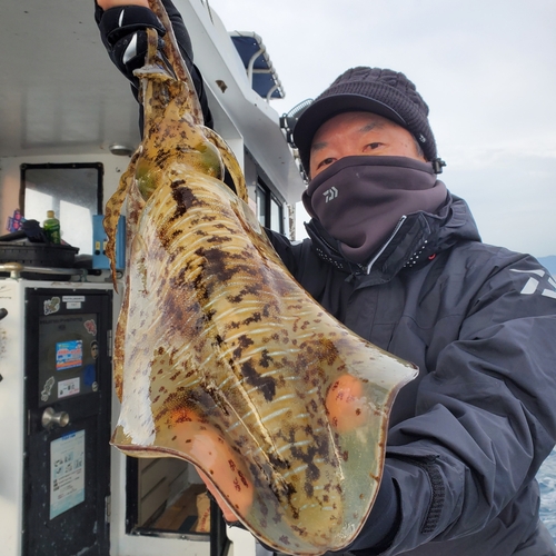 アオリイカの釣果