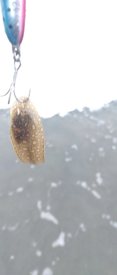 シタビラメの釣果