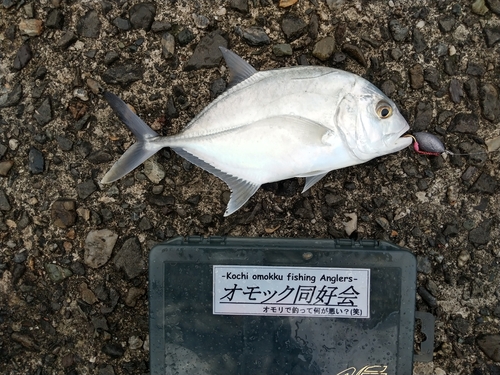 ロウニンアジの釣果