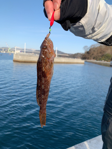 アイナメの釣果