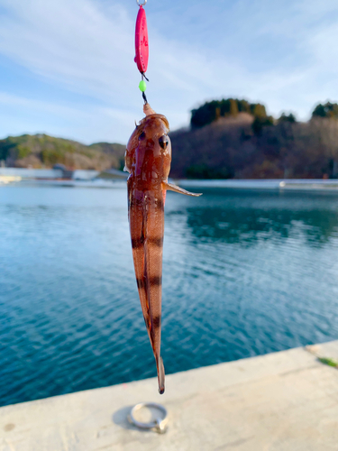 リュウグウハゼの釣果