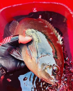 クチブトグレの釣果