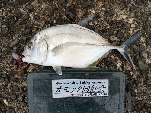 ロウニンアジの釣果