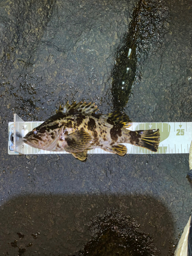 タケノコメバルの釣果