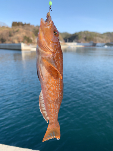 アイナメの釣果