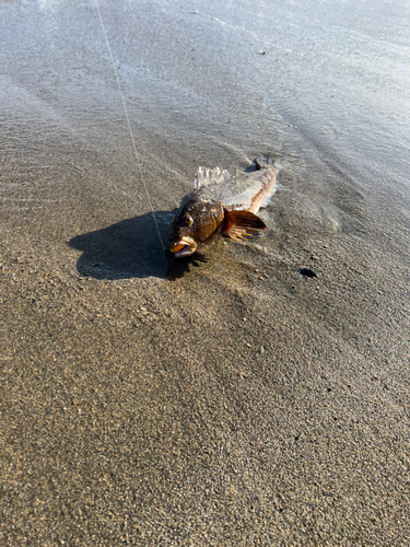 アイナメの釣果