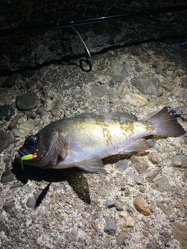 クロメバルの釣果