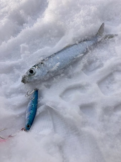 ニシンの釣果