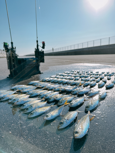 アジの釣果