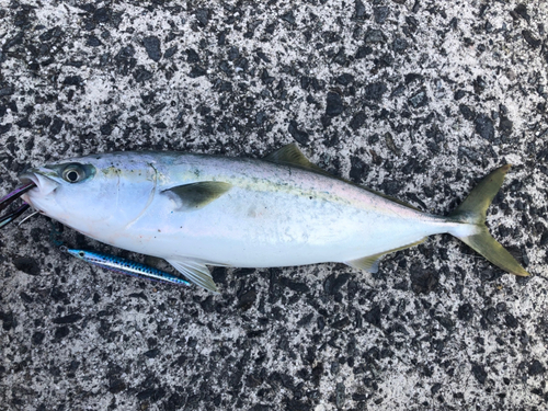 ヤズの釣果