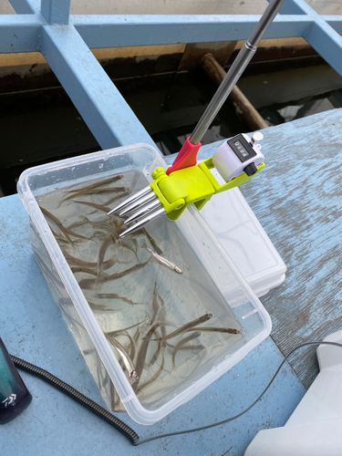 ワカサギの釣果