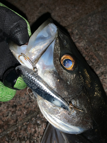 シーバスの釣果