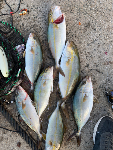 ハマチの釣果