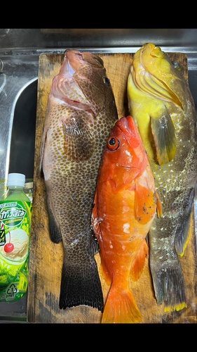 アオハタの釣果