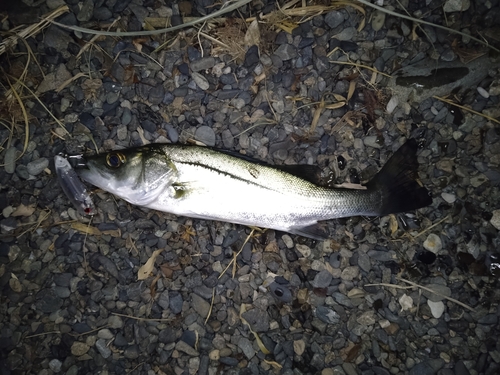 セイゴ（マルスズキ）の釣果